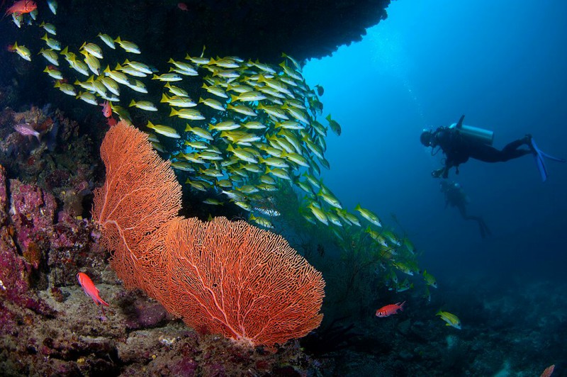 FushiFaru: The Maldives latest luxury resort, a small island making a BIG impact! 22 Diving in the Maldives