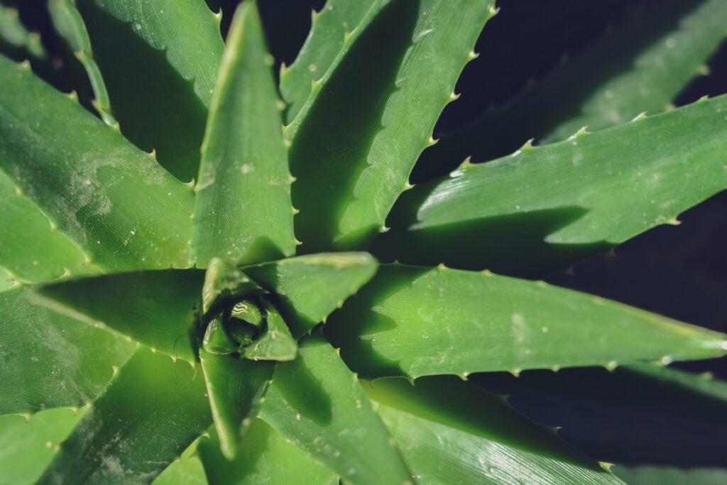 Can I Use Expired Aloe Vera Gel on Sunburn - Get The Facts In. 2024 12 Aloe Vera Gels