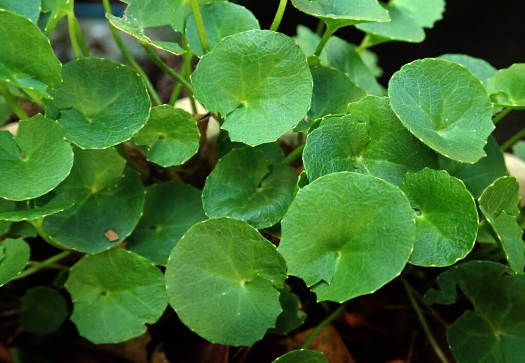 Discover The Incredible Skin Benefits Unleashed by Gotu Kola 10 Gotu Kola
