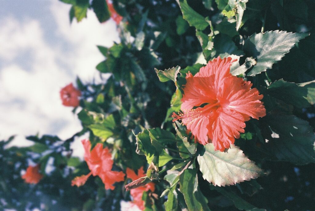 5 Amazing Benefits Of Hibiscus Tea For The Skin 10 Hibiscus