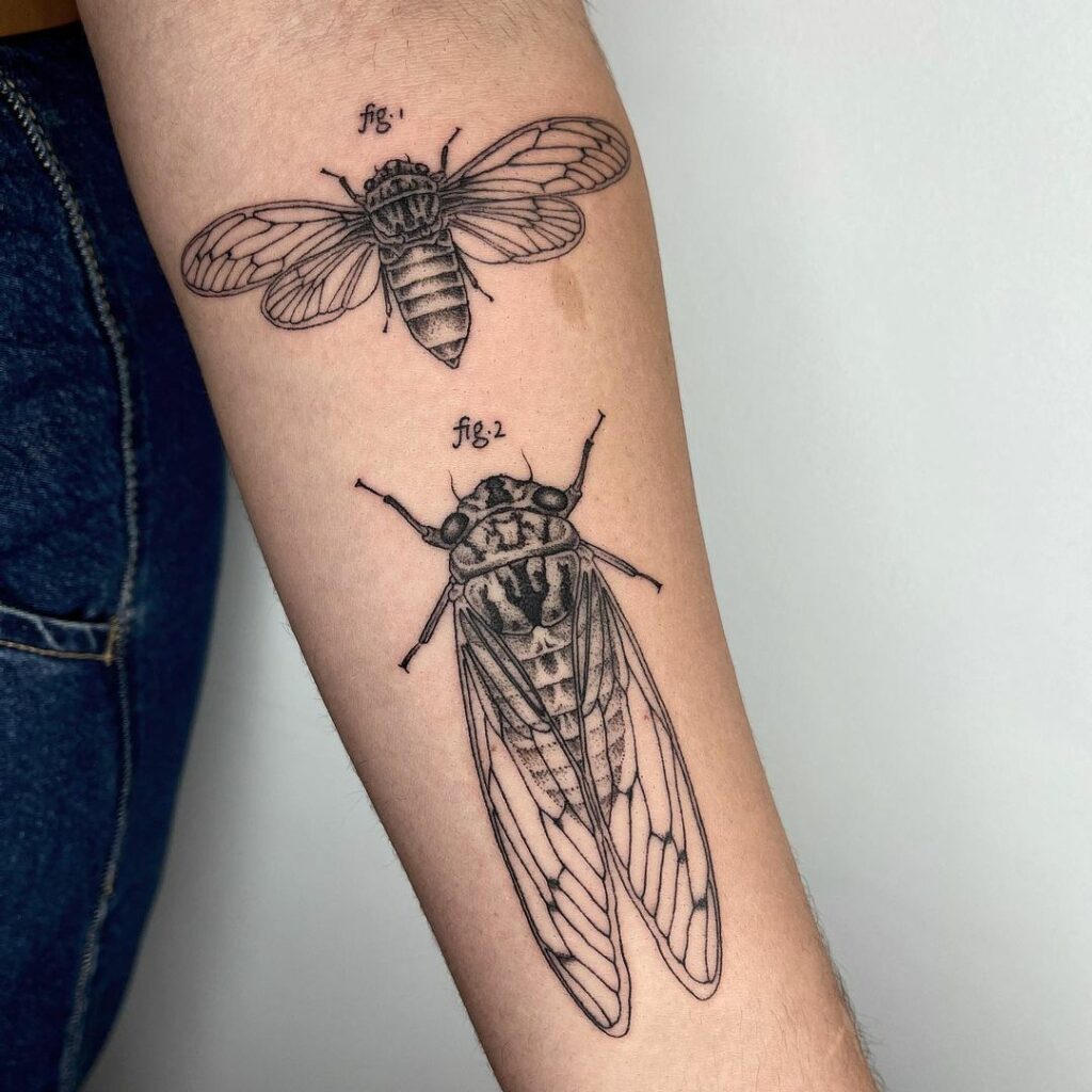 11+ Cicada Tattoo Ideas You'll Have To See To Believe! 15 Scientific Illustration Cicada Tattoo