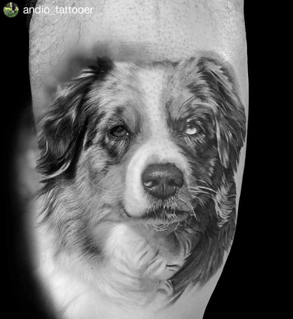 11+ Australian Shepherd Tattoo Ideas That Will Blow Your Mind! 13 The Tattoo Of Tribute