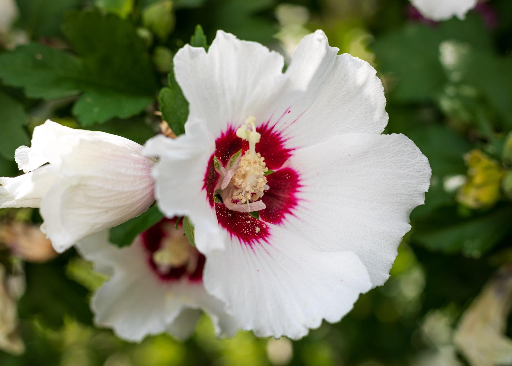 Canon EF 50mm f/1.8 STM Lens customer photo 2