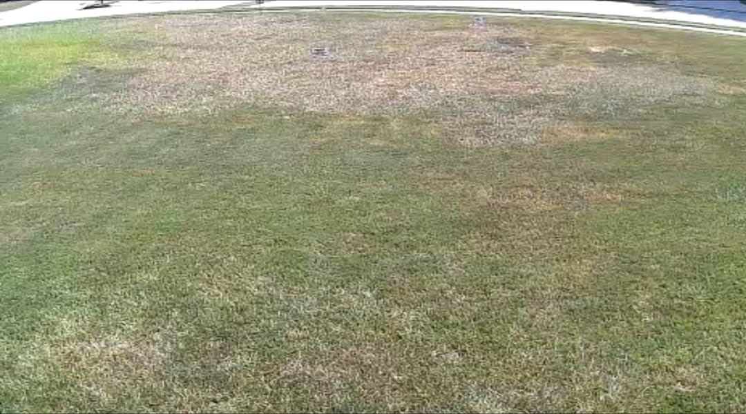 Scotts Green Max Lawn Food - Lawn Fertilizer for Grass Plus Iron Supplement, 5,000 sq. ft., 16.67 lbs. customer photo 1
