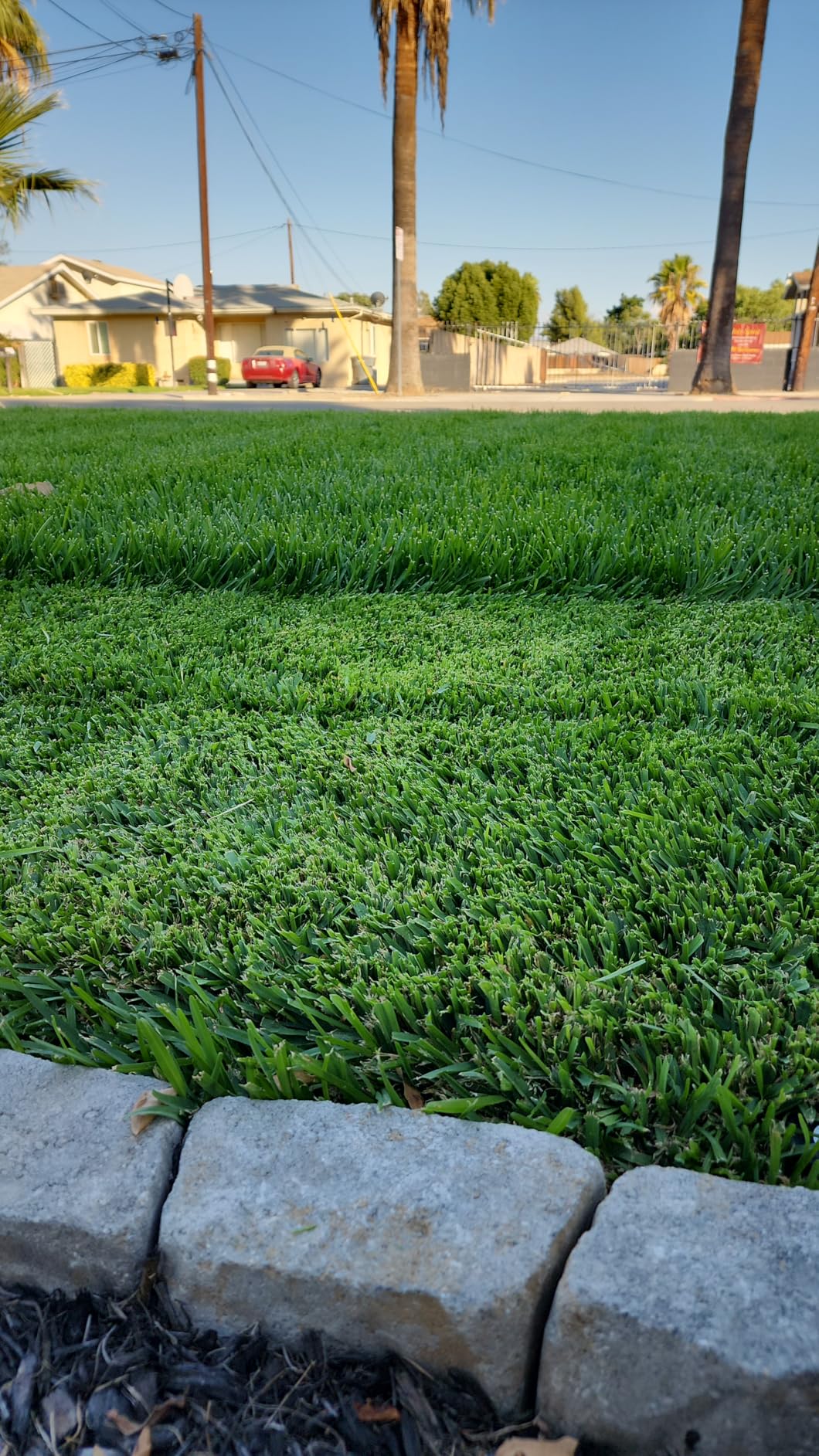 Advanced 16-4-8 Balanced NPK - Lawn Food Quality Liquid Fertilizer - Spring & Summer Concentrated Spray - Any Grass Type - Simple Lawn Solutions (32 Ounce) customer photo 1