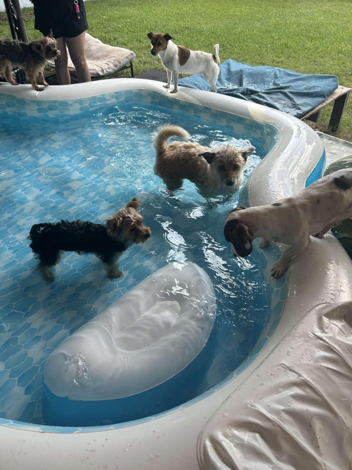 Members Mark Elegant Family Pool 10 Feet Long with 2 Inflatable Seats with Backrests customer photo 2