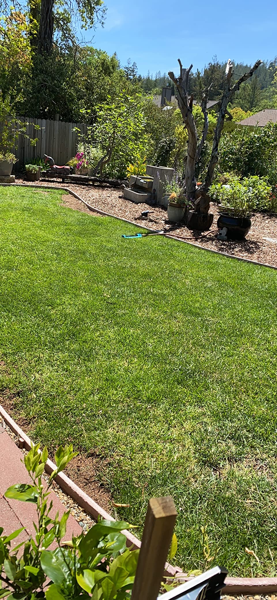 Safer Brand Lawn Restore Natural Lawn Fertilizer - 9-0-2 NPK - Non-Burning - Covers 5,000 Sq Ft customer photo 1
