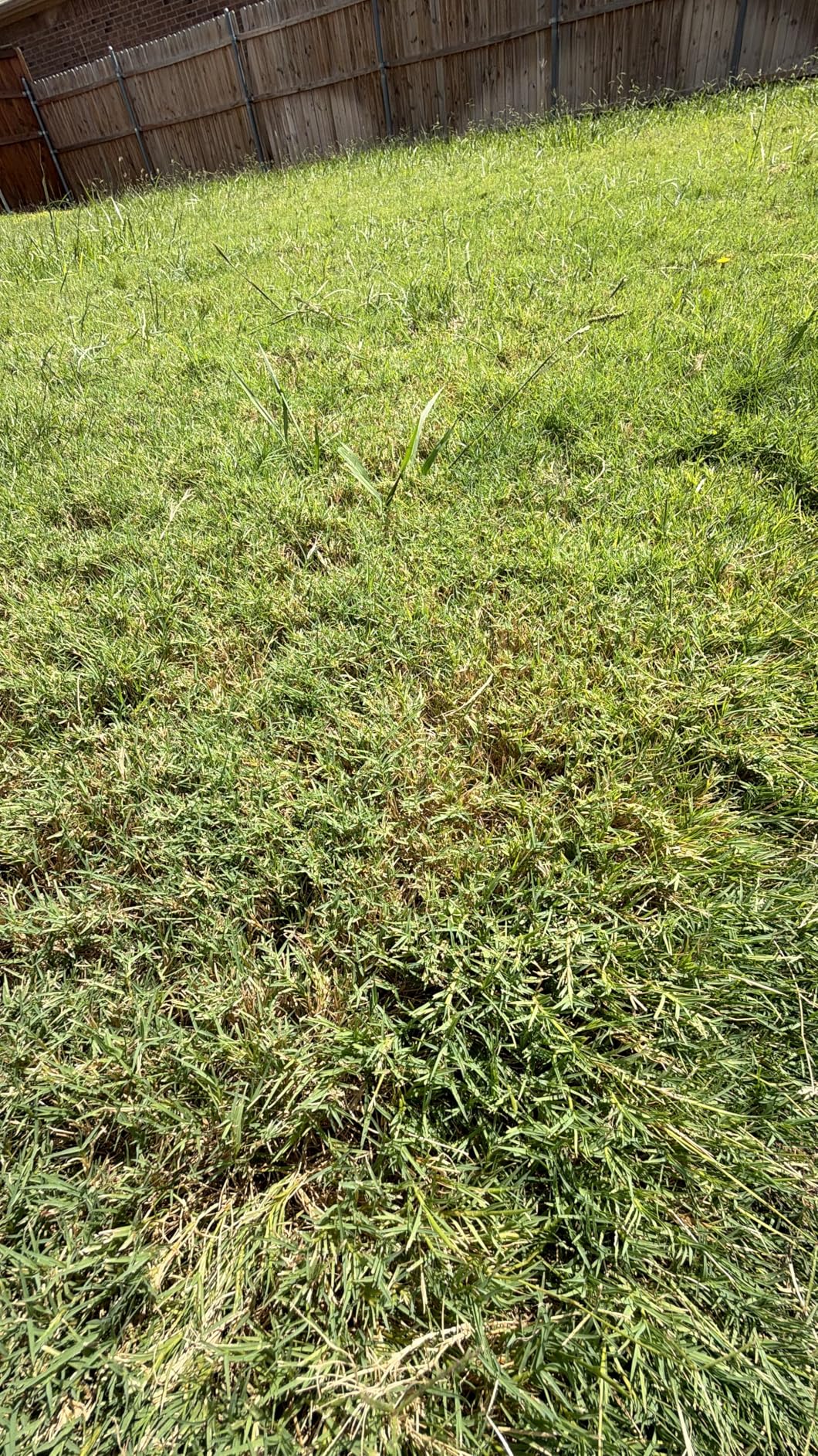 Scotts Turf Builder WinterGuard Fall Lawn Fertilizer for All Grass Types, 4,000 sq. ft., 10 lbs. customer photo 2